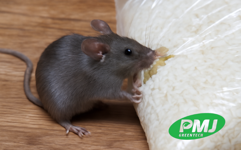 Phụ gia chống gặm nhấm được dùng phổ biến ở ngành nào? 