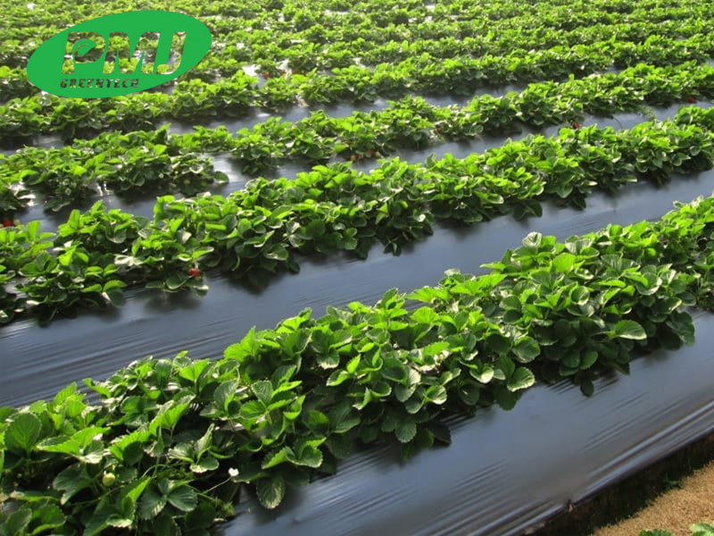 Mua phụ gia cho ngành nhựa tại Hà Nội ở đâu uy tín, giá tốt?