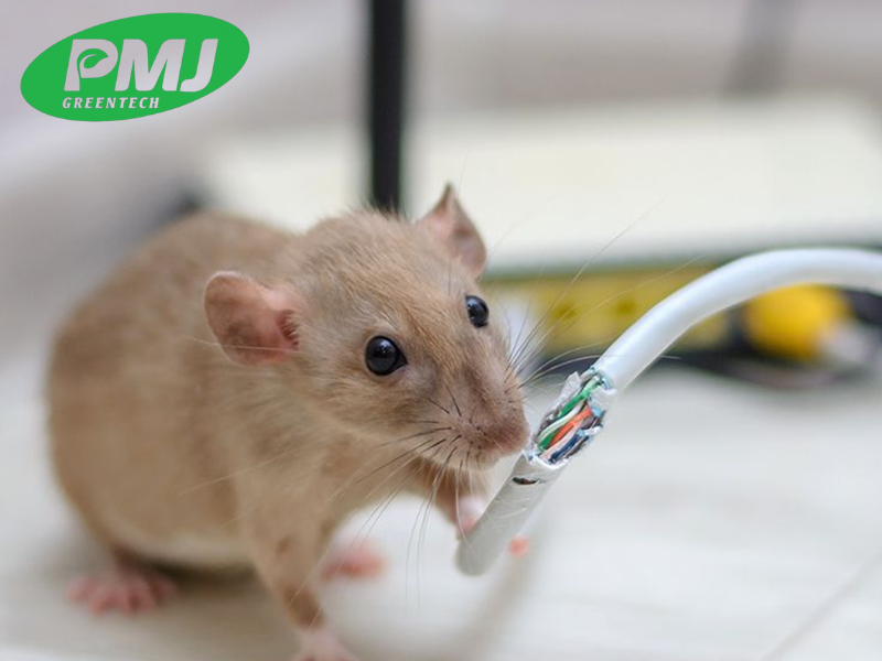 Mua phụ gia chống gặm nhấm tại Hà Nội chuẩn, giá tốt